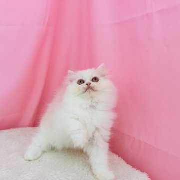 ミヌエット(長足)【東京都・男の子・2025年7月26日・クリーム】の写真「一年無料保険今週キャンペーンもふもふな男の子」