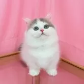 ミヌエット(短足)