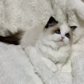 ラグドール【東京都・女の子・2024年12月5日・シールポイントバイカラー】の写真1