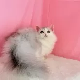 ミヌエット(短足)