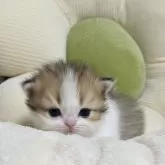 ミヌエット(短足)