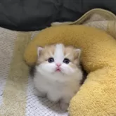 ミヌエット(短足)