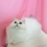 ミヌエット(長足)