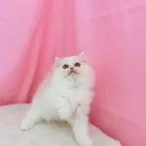 ミヌエット(長足)