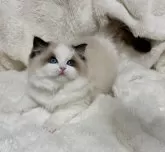 ラグドール【東京都・女の子・2024年12月5日・シールポイントバイカラー】の写真2