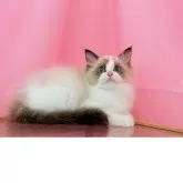 ラグドール【東京都・男の子・2025年3月30日・シールポイントバイカラー】の写真2