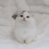 ミヌエット(短足)【東京都・男の子・2024年12月3日・シルバータビーアンドホワイトヴァン】の写真3