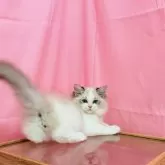 ラグドール【東京都・男の子・2025年6月1日・シールリンクスポイントバイカラー】の写真4