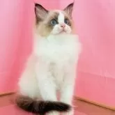 ラグドール【東京都・男の子・2025年3月30日・シールポイントバイカラー】の写真4