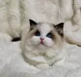 ラグドール【東京都・女の子・2024年12月5日・シールポイントバイカラー】の写真4