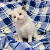 ラグドール【東京都・男の子・2025年9月27日・シールポイントバイカラー】の写真4