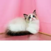 ラグドール【東京都・男の子・2025年3月30日・シールポイントバイカラー】の写真5