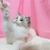 ラグドール【東京都・男の子・2025年6月1日・シールリンクスポイントバイカラー】の写真5