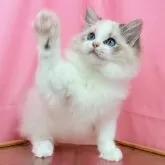ラグドール【東京都・男の子・2025年6月1日・シールリンクスポイントバイカラー】の写真5