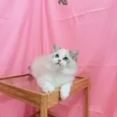 ラグドール【東京都・男の子・2025年6月1日・シールリンクスポイントバイカラー】の写真6