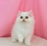 ミヌエット(長足)【東京都・男の子・2025年7月26日・クリーム】の写真6