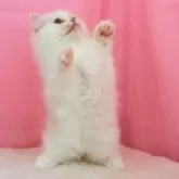 ミヌエット(長足)【東京都・男の子・2025年7月26日・クリーム】の写真7