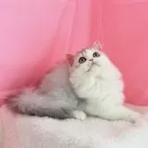 ミヌエット(短足)【東京都・女の子・2025年6月3日・ブルーシルバータビーアンドホワイト】の写真6