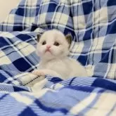 ラグドール【東京都・男の子・2025年9月27日・シールポイントバイカラー】の写真8