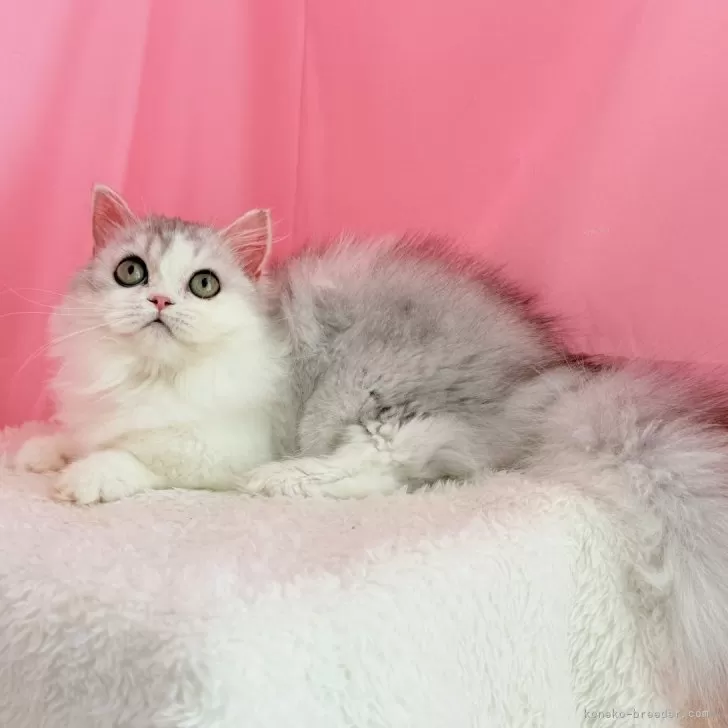 ミヌエット子猫ちゃん♡美しい子♡生後6ヶ月♡アートドール♡ぬいぐるみ♡ Milky様❤️オーダー♡子猫ぽっぷちゃん♡おしゃぶり♡アート