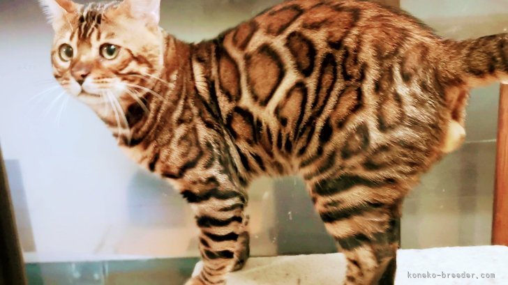 福住　節子(ふくずみ　せつこ)ブリーダー(福岡県・ベンガル・有り(SSCC)サンシャインキャットクラブ登録)の紹介写真6