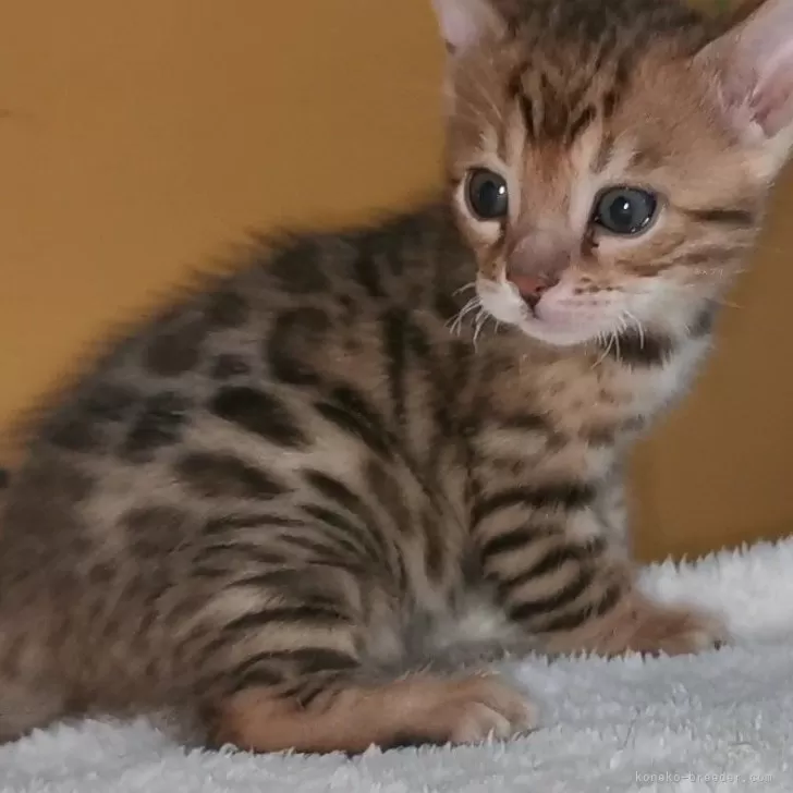 ID:2412-00515の子猫