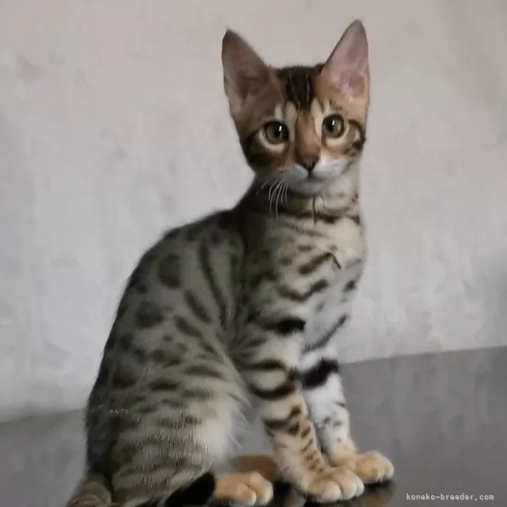 ID：2402-01428の子猫