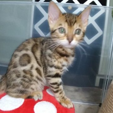 ベンガル【福岡県・女の子・2023年3月1日・ブラウンスポテットタビー(ロゼット)】の写真「ビッグロゼットが綺麗な子猫ちゃんです」