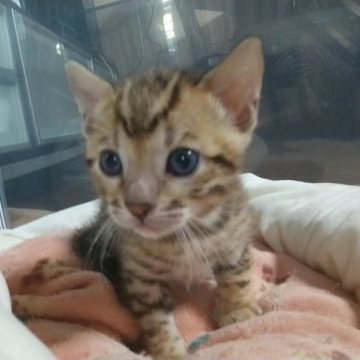 ベンガル【福岡県・男の子・2023年3月15日・ブラウンスポテットタビー】の写真「少しシャイなおっとり君」