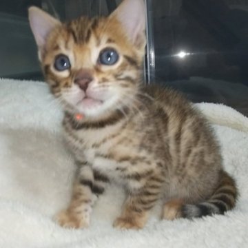 ベンガル【福岡県・女の子・2023年3月15日・ブラウンスポテットタビー】の写真「おとなしい甘えん坊です😹」