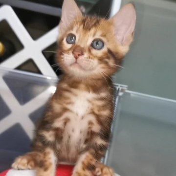 ベンガル【福岡県・男の子・2023年7月11日・ブラウンマーブルドタビー】の写真「人懐っこくて、甘えん坊です❤️」