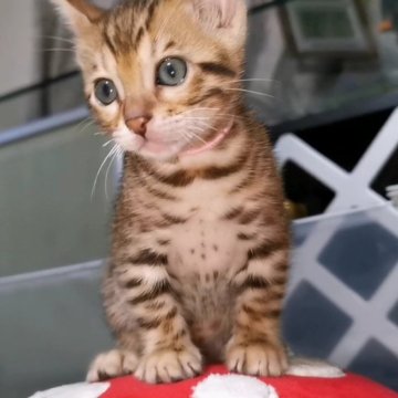 ベンガル【福岡県・女の子・2023年6月23日・ブラウンスポテットタビー「ロゼット」】の写真「お顔が可愛い、ハイクラスの血統の子猫です❤️」