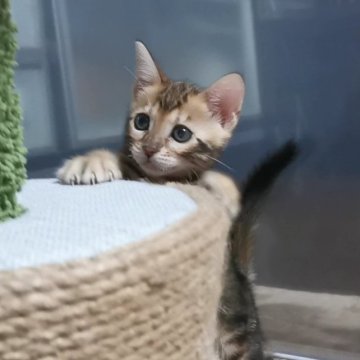 ベンガル【福岡県・女の子・2023年7月17日・ブラウンマーブルドタビー】の写真「おめめくりくり可愛いお顔の子猫ちゃんです😆」