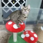 ベンガル【福岡県・女の子・2023年3月9日・ブラウンスポテットタビー(ロゼット)】の写真1「おめめのクリクリ😆可愛いです!」