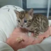 ベンガル【福岡県・男の子・2023年3月15日・ブラウンスポテットタビー】の写真3