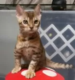 ベンガル【福岡県・女の子・2024年8月30日・ブラウンスポテットタビー(ロゼット)】の写真3「遊ぶの大好き😆💕人懐っこくて、可愛い性格です😸」