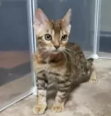 ベンガル【福岡県・女の子・2024年8月30日・ブラウンスポテットタビー(ロゼット)】の写真4「ベンガルらしい、スラッとした体型の美猫です✨遊ぶの大好き、かまってちゃん💓」