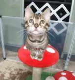 ベンガル【福岡県・女の子・2023年3月9日・ブラウンスポテットタビー(ロゼット)】の写真5「ブラック強めの柄です!」