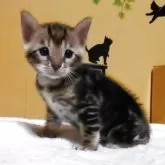 ベンガル【福岡県・男の子・2025年6月15日・ブラウンマーブルドタビー】の写真13