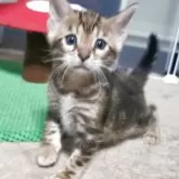 ベンガル【福岡県・男の子・2025年6月15日・ブラウンマーブルドタビー】の写真5「癒されるお顔です！」