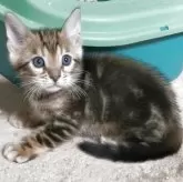 ベンガル【福岡県・男の子・2025年6月15日・ブラウンマーブルドタビー】の写真2