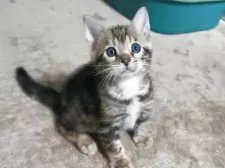 ベンガル【福岡県・男の子・2025年6月15日・ブラウンマーブルドタビー】の写真6