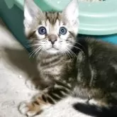 ベンガル【福岡県・男の子・2025年6月15日・ブラウンマーブルドタビー】の写真4