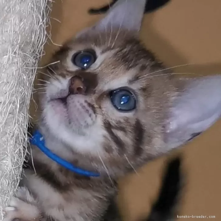 ID:2412-02718の子猫