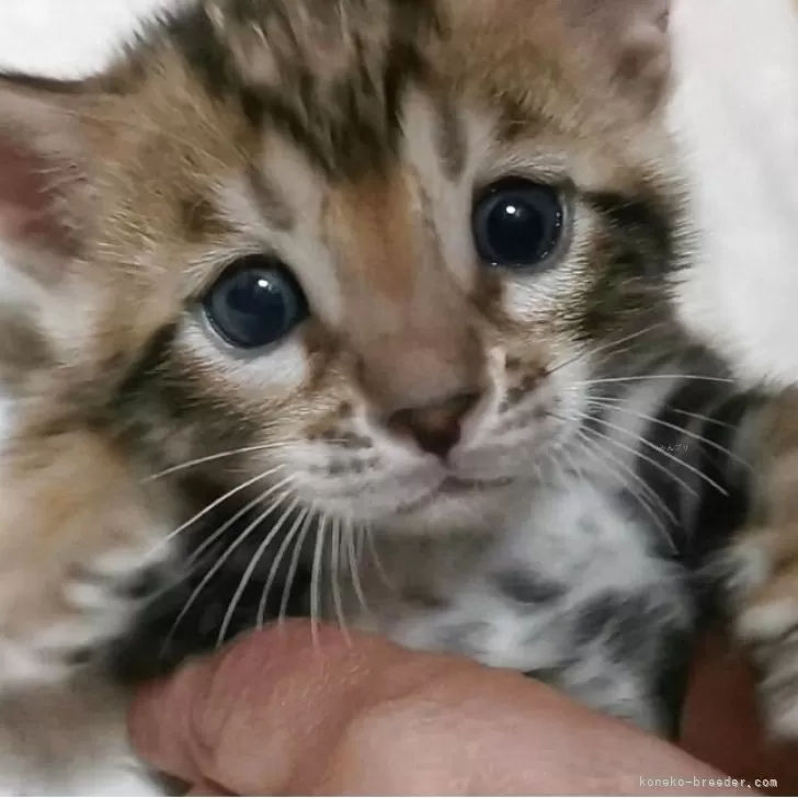 ten 様のお迎えした子猫