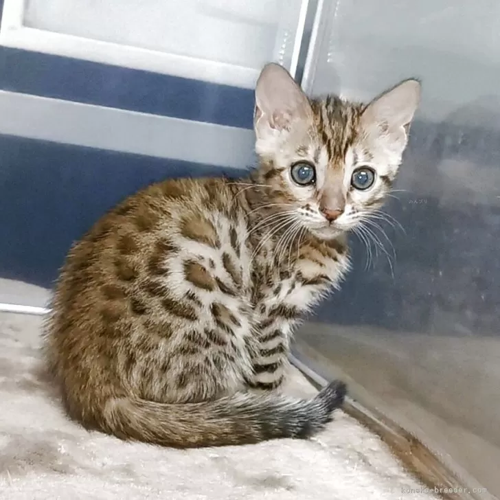 ID：2504-00415の子猫