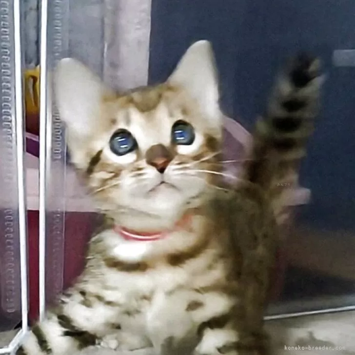 ID：2504-00414の子猫