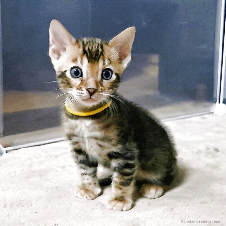 ブリーダー画像