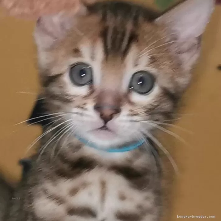 ID:2412-00563の子猫