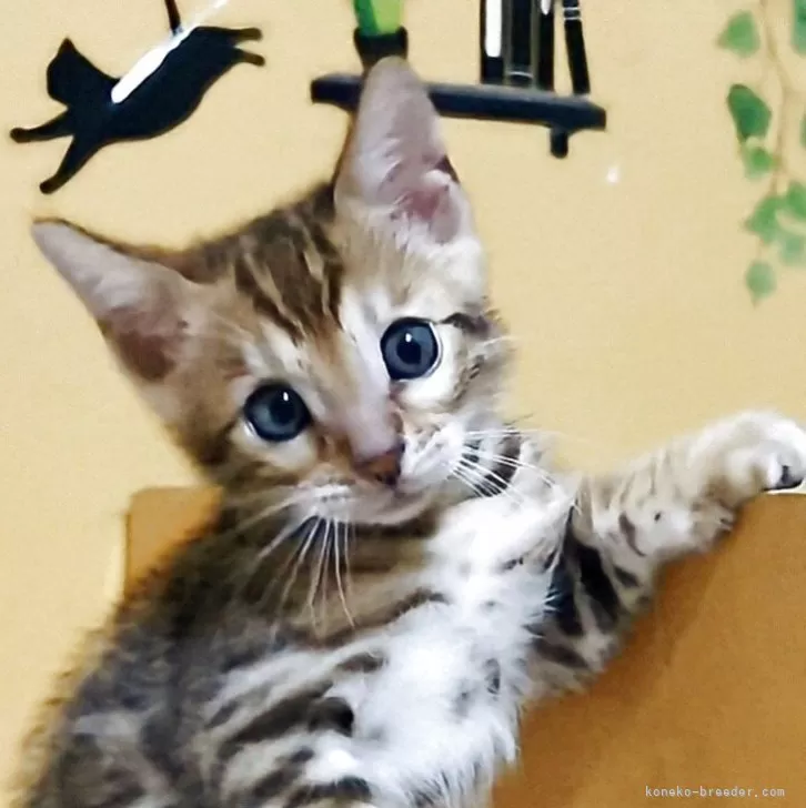 ID：2507-02506の子猫